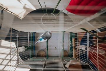 A small budgie bird perched in a spacious cage with natural sunlight streaming in. Indoor avian...
