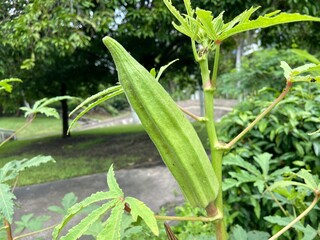 Obraz premium Close-up of Lady’s Finger or Okra, Gumbo
