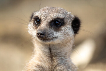 meerkat on the lookout