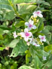 Pseuderanthemum maculatum, commonly known as yellow-vein eranthemum, is in bloom.