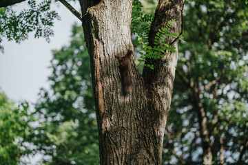 Fototapeta premium A squirrel skillfully climbs a tree trunk in a vibrant forest, surrounded by lush green foliage. The natural setting is peaceful and tranquil.