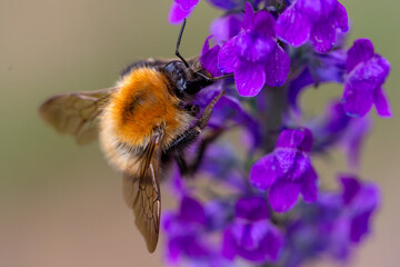 A bumblebee gathering nectar from bright purple flowers 