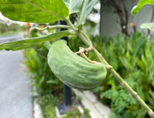 Giant Indian Milkweed seeds in the park.