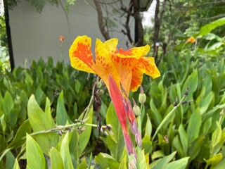 Close-up of Canna 'Yellow King Humbert'