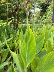 Green leaves of Canna 'Yellow King Humbert'