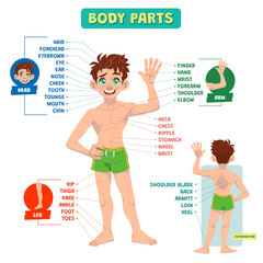 Human body parts for educational purposes