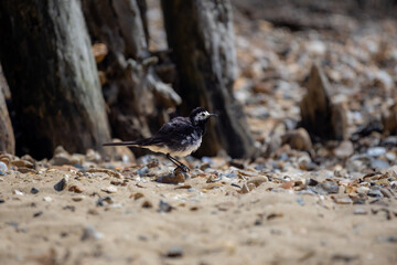 a long tailed tit on the beach in the UK