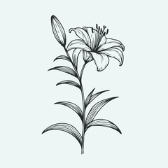 lilies sketch, lily flower
illustration outline of a flower
black and white line art, lineart
set of contour flower, line art of flowers, leaves