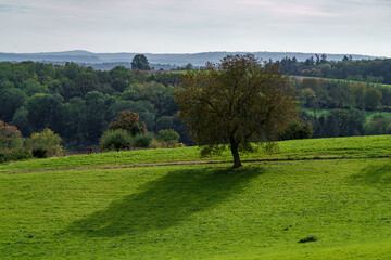 A Beautiful Scenic Green Landscape Featuring a Lone Tree Surrounded by Soft Shadows