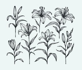 lilies sketch, lily flower
illustration outline of a flower
black and white line art, lineart
set of contour flower, line art of flowers, leaves