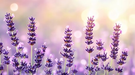 Fototapeta premium A serene field of lavender flowers under soft light, evoking tranquility and beauty.