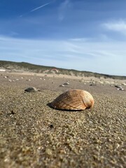 Muschel Portrait am Strand