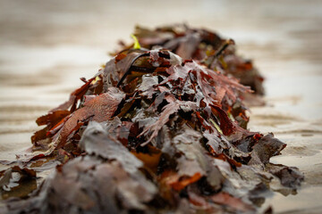 washed up seaweed on the beach in Wales, UK