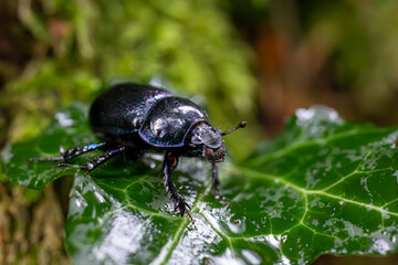 beetle on a leaf