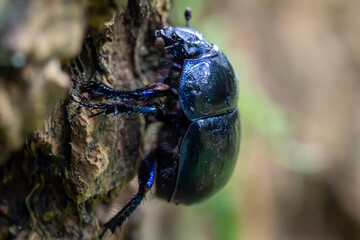 beetle on a tree
