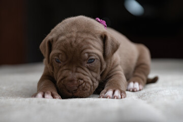 Little American Pit Bull Terrier puppy in the studio.