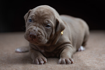 Little American Pit Bull Terrier puppy in the studio.