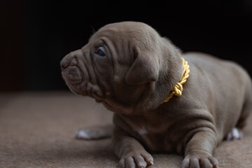 Little American Pit Bull Terrier puppy in the studio.