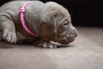 Little American Pit Bull Terrier puppy in the studio.