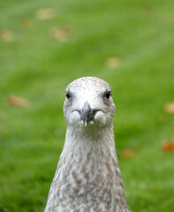 Seagull in Warnemünde (