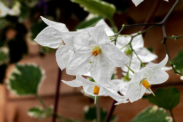 Close up of Solanum laxum flower