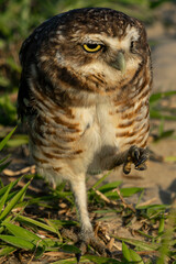 Coruja-buraqueira de Frente para o Mar em Peruíbe, São Paulo, Brasil