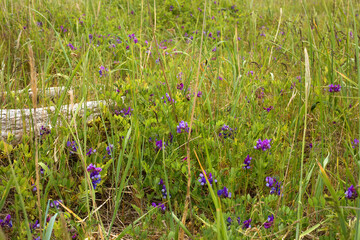 purple flowers in the meadow