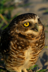 Coruja-buraqueira de Frente para o Mar em Peruíbe, São Paulo, Brasil