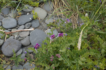 flat stones and purple plants