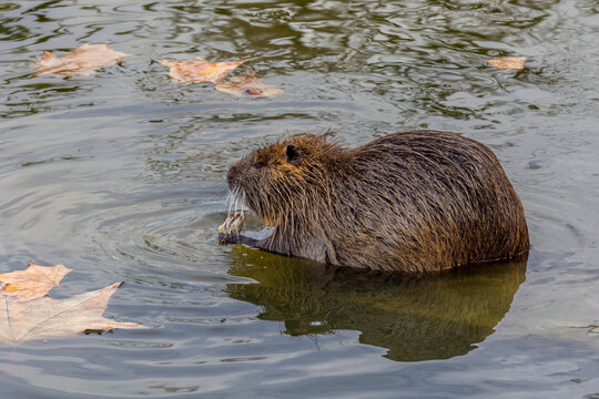 A close-up shot of nutria in a pond, holding some food in its paws and eats