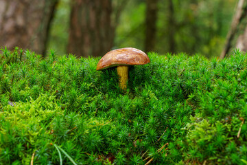 Low-angle photo of a solitary mushroom (Imleria badia), (bay bolete), in a clump of green moss.