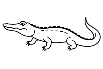 crocodile isolated on white