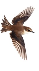 Fototapeta premium Sea Sparrow Bird Flying on White Background, Photo Realistic, Pattern Background, Wallpaper, Cover and Screen for Smartphone, PC, Laptop, 16:9 and 9:16 Format