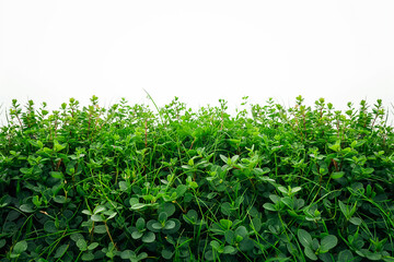 Obraz premium Lush green plants flourish harmoniously, creating a lively tapestry of natures bounty, showcasing vitality and serenity in a pristine environment