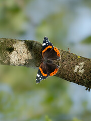 Admiral Schmetterling (Vanessa atalanta, Syn.: Pyrameis atalanta)