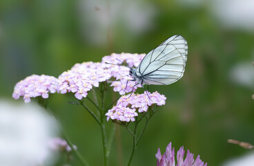 Baumweißling (Aporia crataegi) an Schafgarbe (Achillea)