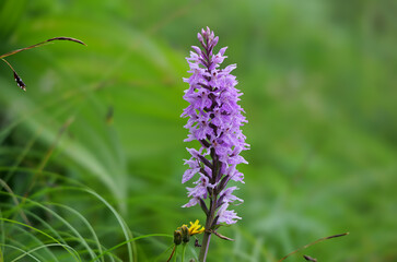 Fuchs.Knabenkraut (Dactylorhiza fuchsii)