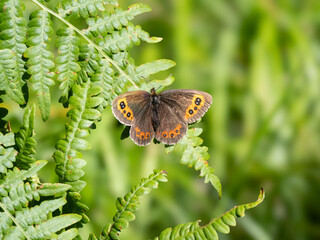 Weißbindiger Mohrenfalter (Erebia ligea)