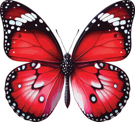 butterfly isolated on white