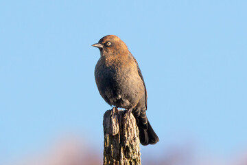 Rusty Blackbird 02