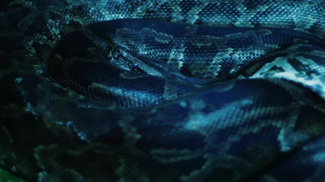 close up royal python lies curled up in the dark, small python in terrarium