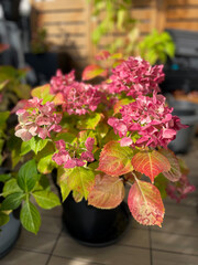 Beautiful blooming pink dried Hydrangea flowers with yellow pink leaves in decorative grey flower pot in balcony terrace garden in autumn winter time