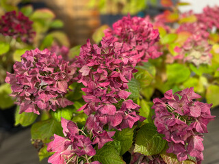 Fototapeta premium Beautiful blooming pink dried Hydrangea flowers with yellow pink leaves in balcony terrace garden in autumn winter time
