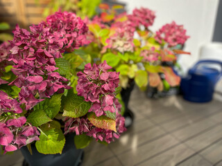 Obraz premium Beautiful blooming pink dried Hydrangea flowers with yellow pink leaves in decorative grey flower pot in balcony terrace garden in autumn winter time