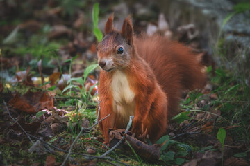 Eichhörnchen auf der Wiese