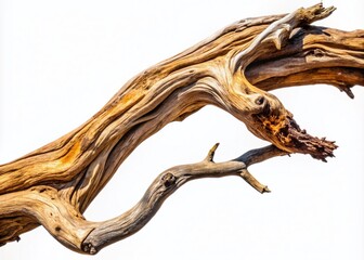 Fototapeta premium Beautiful Curved Dry Branch Isolated on Transparent Background for Natural Decoration