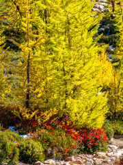 Golden larch trees in sunny light at Cutthroat pass in North Cascades