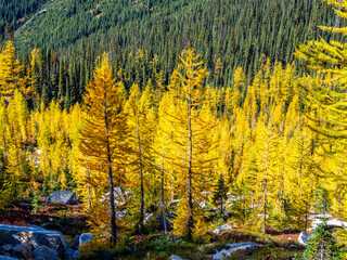 Golden larch trees in sunny light at Cutthroat pass in North Cascades