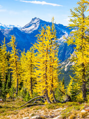 Golden larch trees in sunny light at Cutthroat pass in North Cascades