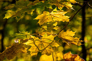 yellow maple leaves in autumn
